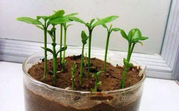 树是不是不发芽就不会生根 2228e881d3624e34bf91b7b1cc28ff76.jpeg