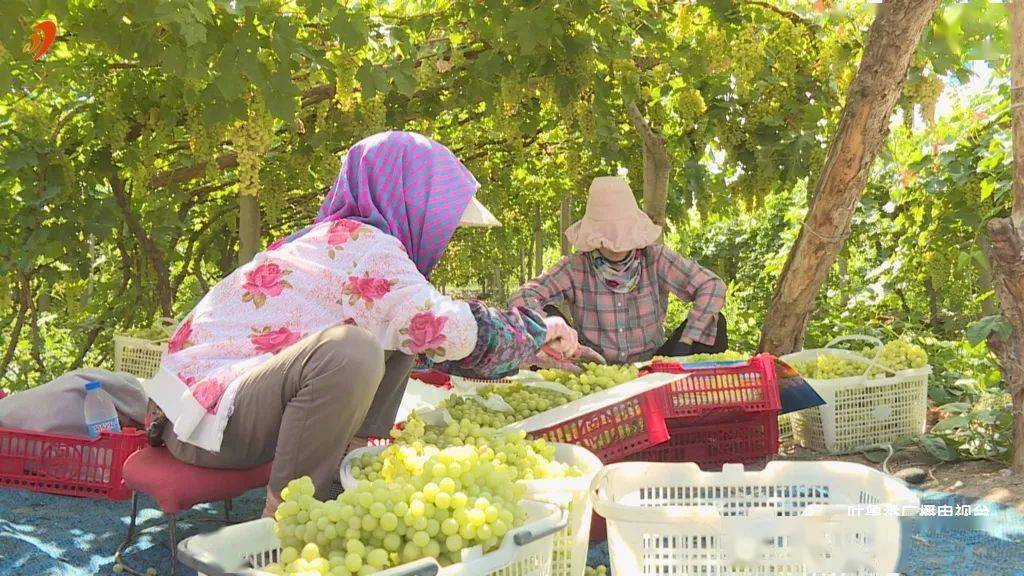 启航|【奋斗百年路 启航新征程】吐鲁番佳酿飘香全国