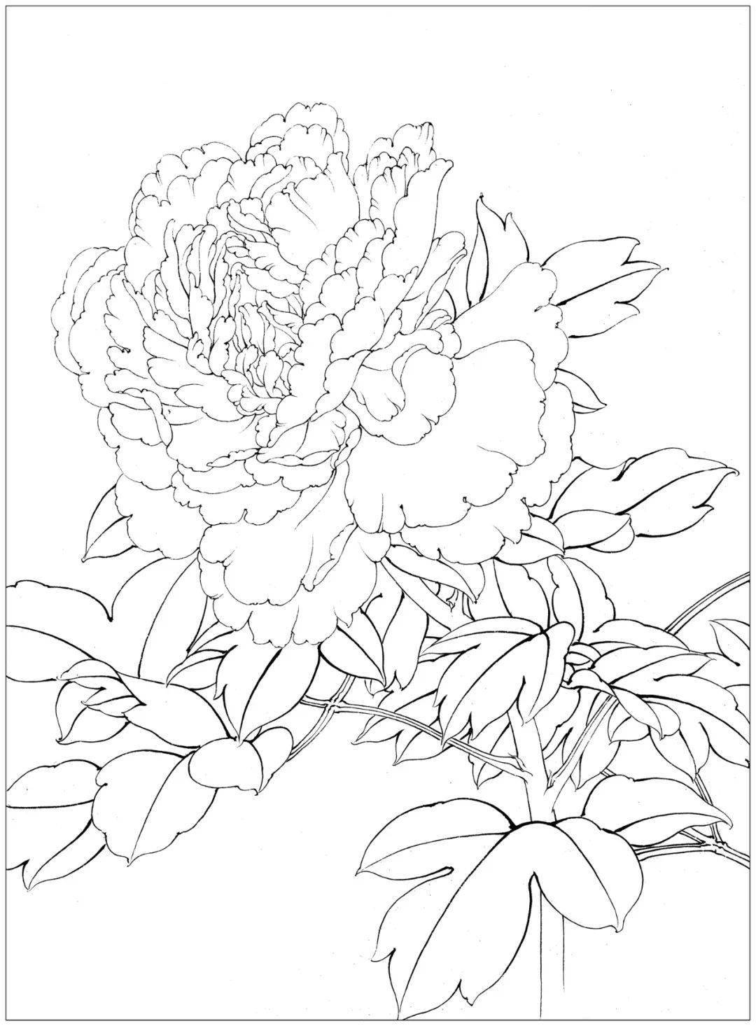 素材| 李晓明改编《田世光牡丹十五品》绘制步骤图 美不胜收_工笔画