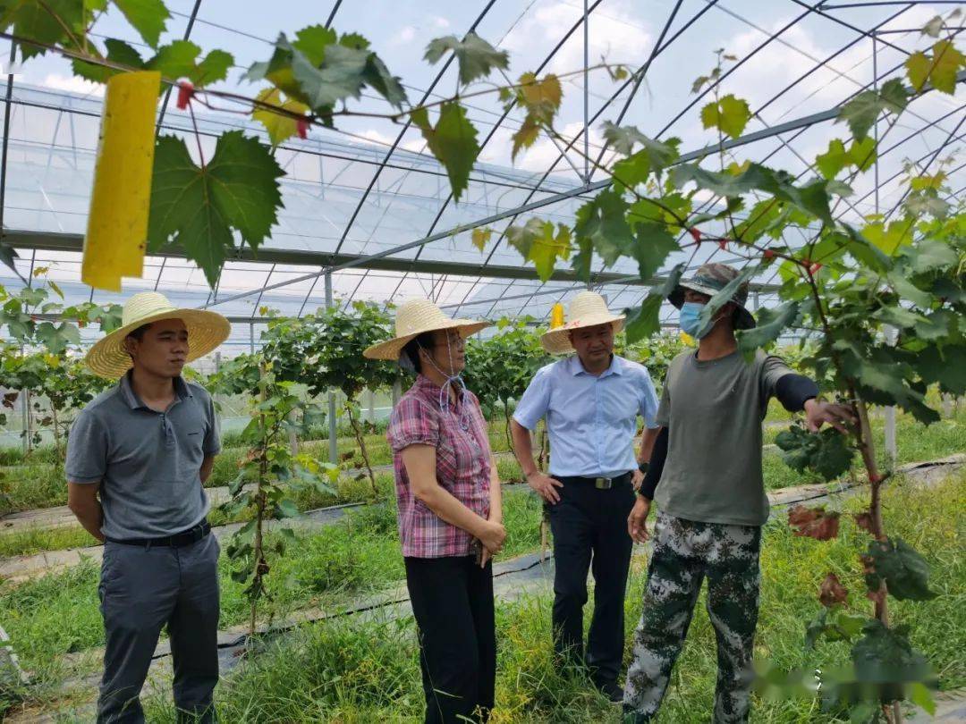 县委常委,副县长唐莹深入西江镇调研指导工作