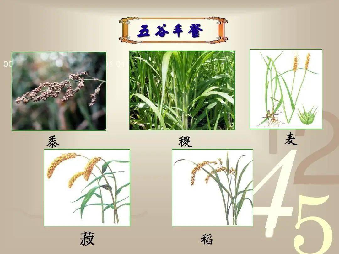 稻粱菽,麦黍稷图片