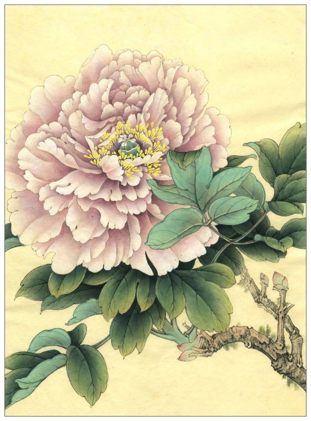 素材李晓明改编田世光牡丹十五品绘制步骤图美不胜收