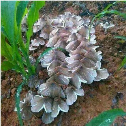 乐山美女竟捡到几十朵三塔菌!原来是.