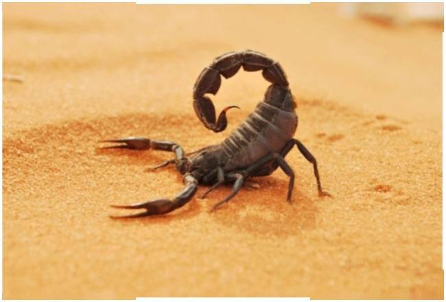 印度一家三口一日内死亡,尸检报告称被毒虫咬中,这真的是原因?