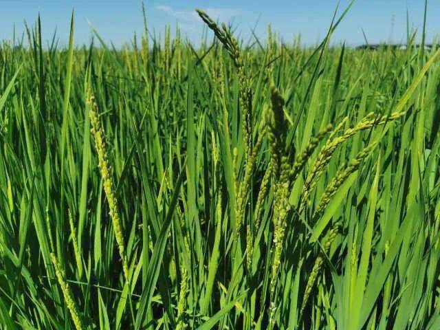 袁隆平院士牵挂的海水稻在宁夏盐碱地扎下了根