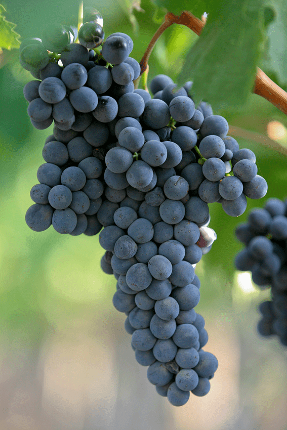 primitivo 葡萄人们对这个品种最早的认识,是它起源于克罗地亚.