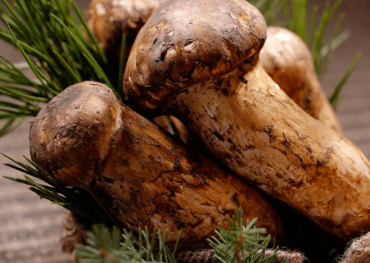 松茸图片及功效 b0fef687c9dd4efe869b72570afec42e.png