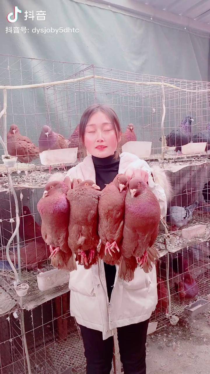 超级适合农村养殖玩的鸽子 中国红元宝鸽 比还大 有玉米就能养 还能涨