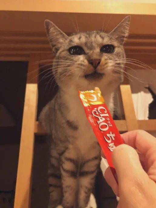 网络|当手里有零食和没零食时，猫的眼神区别大的很！