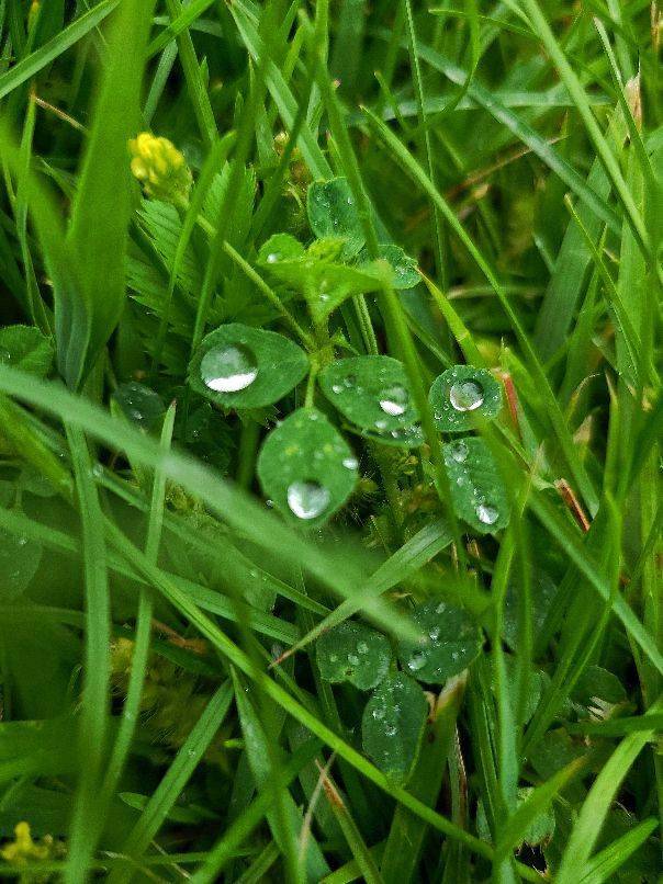 高原雨后夏天的那一丝丝清凉树木被雨水洗涤过后的清新
