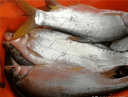 夏季高温鲴鱼活跃,野钓做好这5点,钓友们夏季野钓不断上鲴鱼