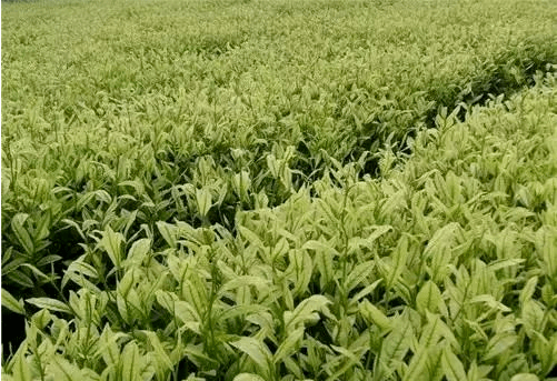 茶树中的"白种人" 白色茶树