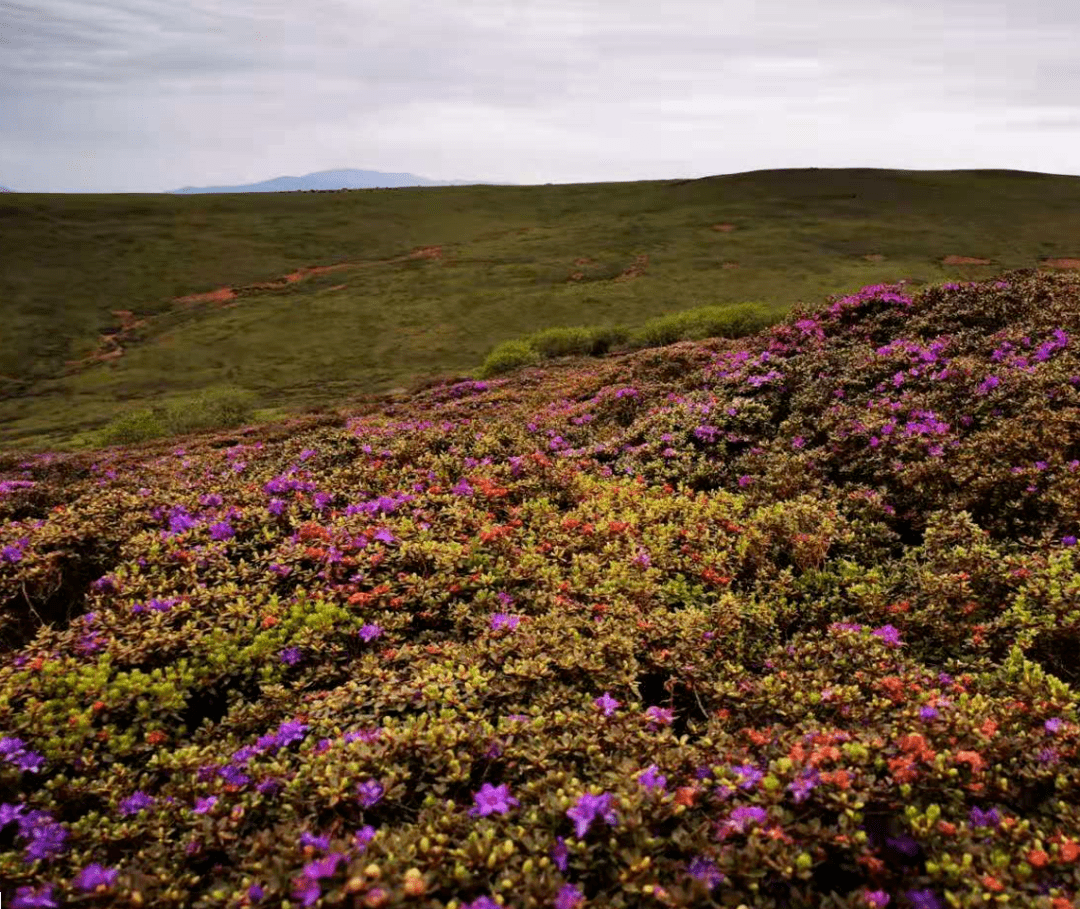 白的,红的,粉的,紫的,高的,矮的,竞相开放杜鹃花紧随其后植物界中的"