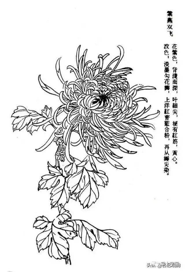 60种菊花工笔白描写生画法