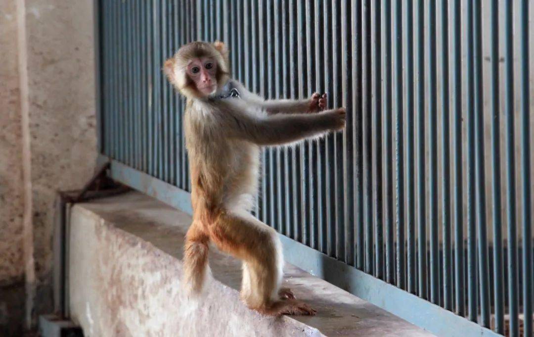 全年不限次暢玩焦作森林公園動物園年卡僅29元隨意暢玩啦各種珍稀動物