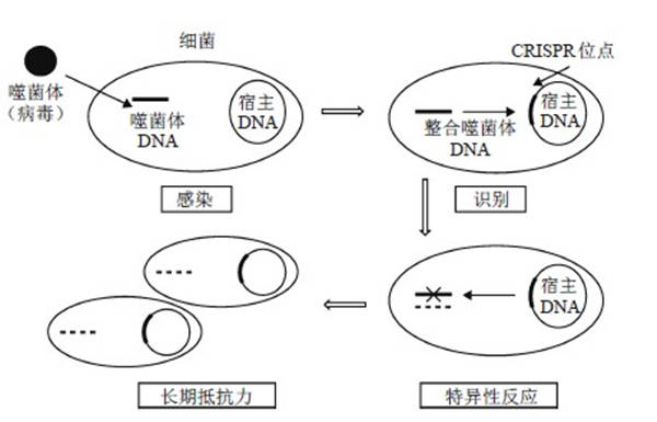 癌症|什么是免疫系统？