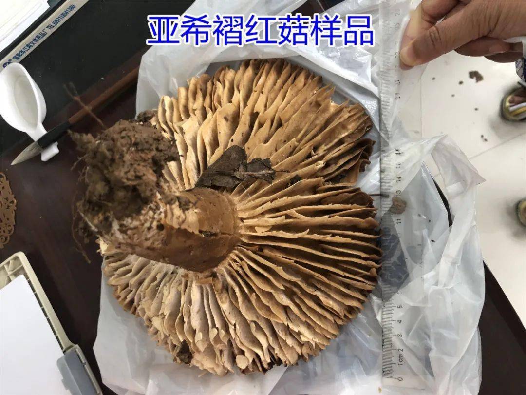 危险亚稀褶红菇