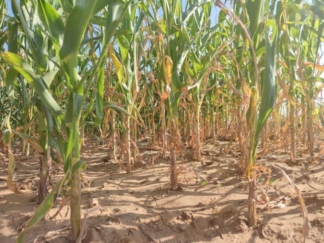 榆林遇近10年同期干旱强度最高年份!抗旱保粮全面开展