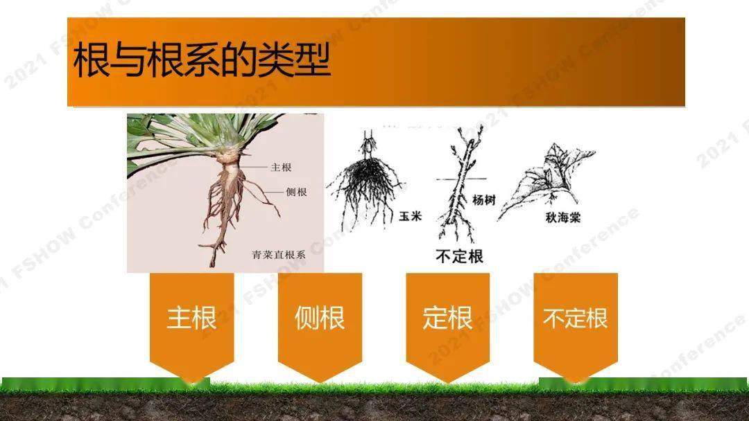 根据植物的根系分布深浅及分布范围,可以将这类植物分成四种生长类型