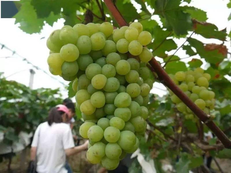 温州人超爱的网红葡萄可以采摘啦不少果园免门票能试吃