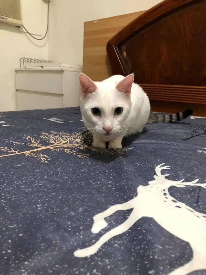 白猫|这只白猫竟然长着狸花猫的尾巴