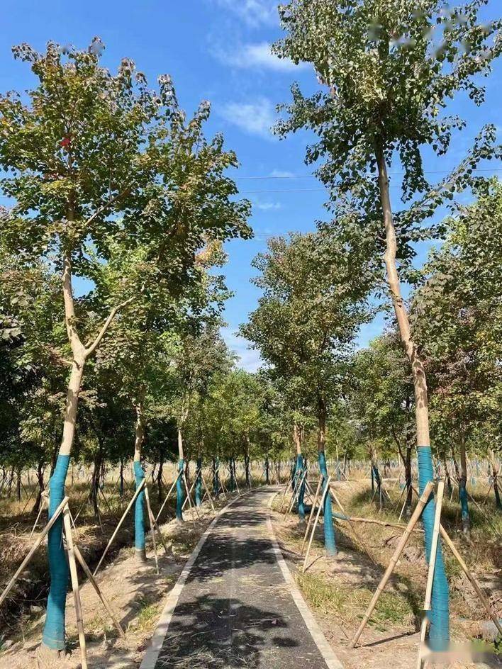 防台风造林树种选择有讲究