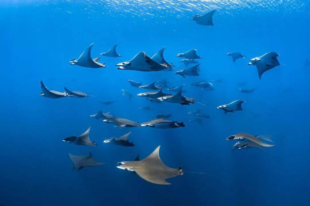 点燃|肩负蓝色使命 点燃新的希望