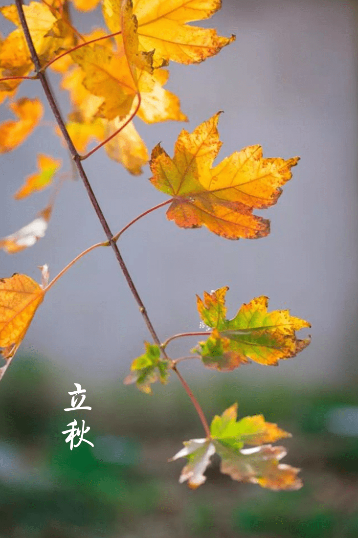 敬一丹|立秋:凉风渐至,暑气未消_梧桐