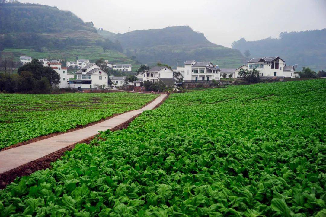 走进乡村看小康二渡村小康道路越迈越宽广