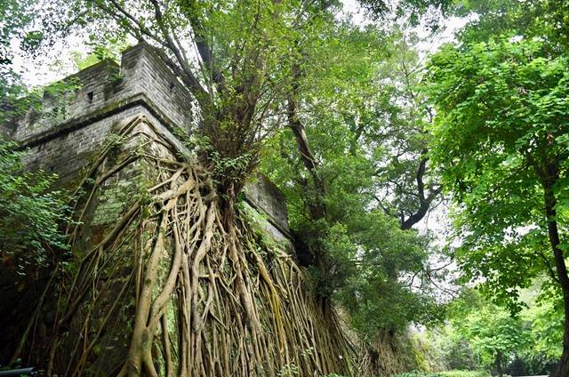 探访广州的老榕树,434岁的老树你见过没?
