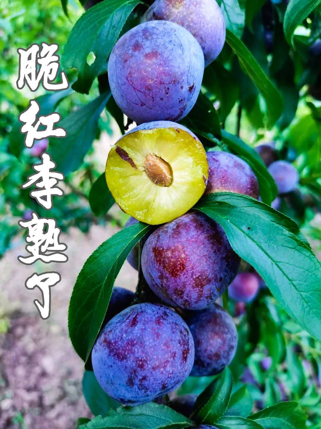 又脆又甜期待已久的眉山丹棱脆红李新鲜上线啦