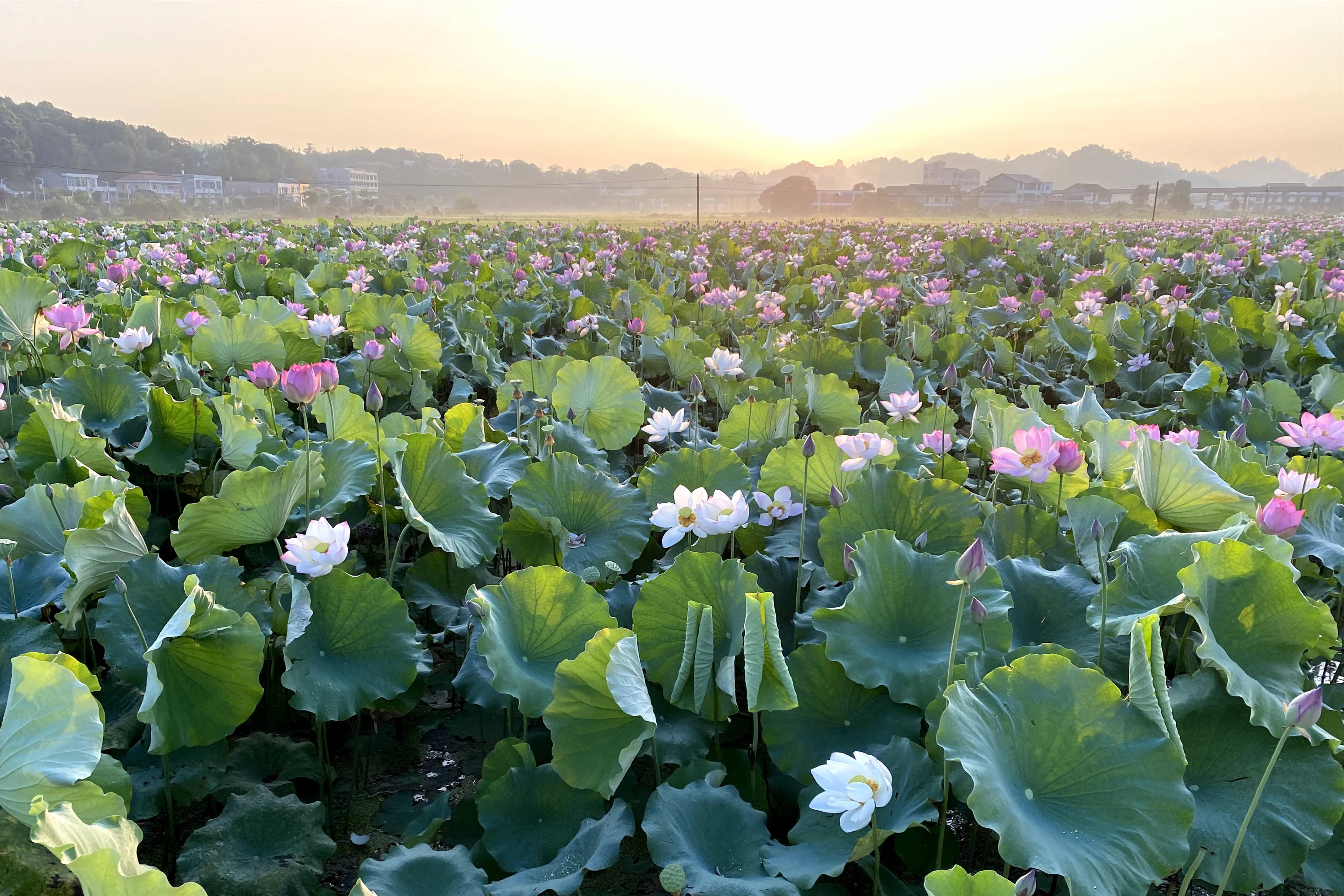 这是湖南省湘潭县花石镇的一处湘莲种植基地(7月29日摄,手机照片)