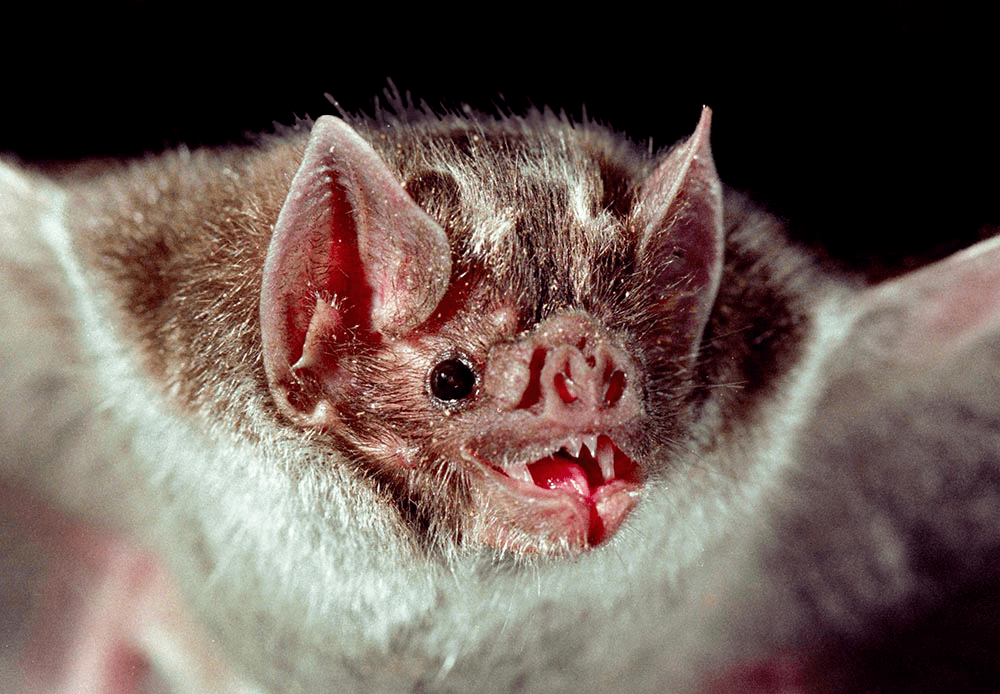 野生蝙蝠的牙齿和爪子上通常会带有很多的病菌而马蜂会群起攻击人被蛰