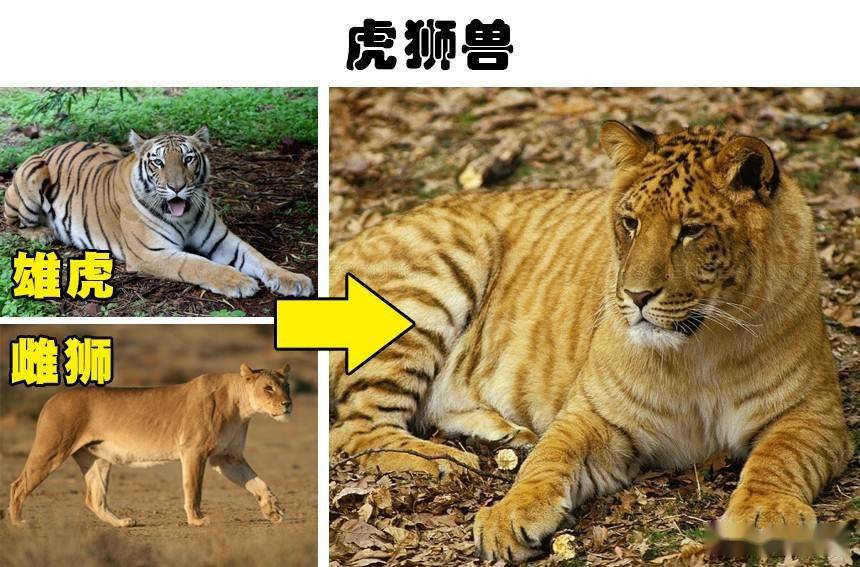虎狮兽则是和狮虎兽相对应的另一种猫科动物