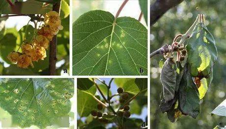 猕猴桃主要树体病害及其防治措施,值得收藏!