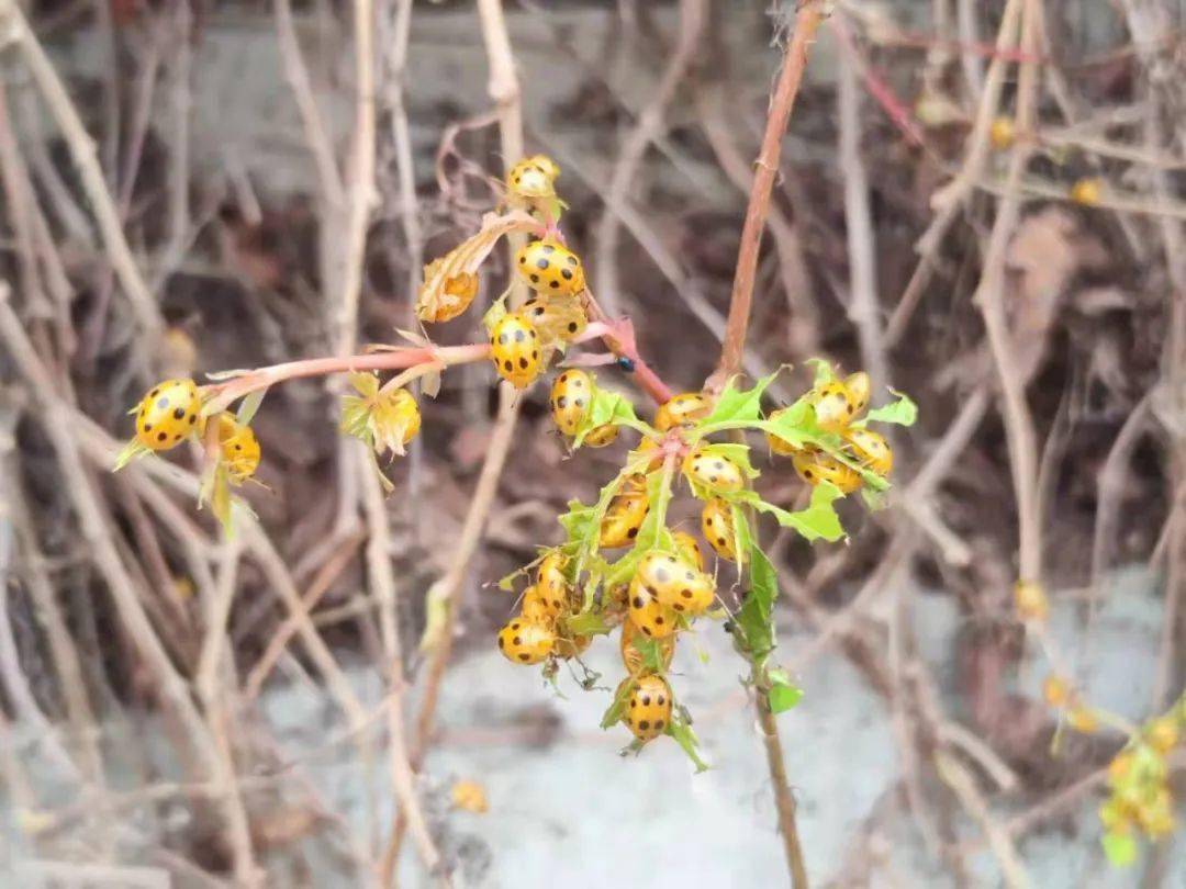 白马路这个地方爬满密密麻麻的虫子