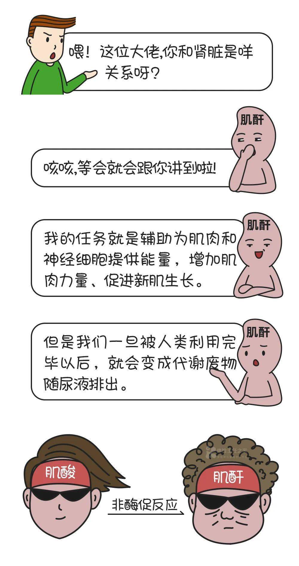 血液|科普 | 发现“肌酐”升高，千万别大意！小心……