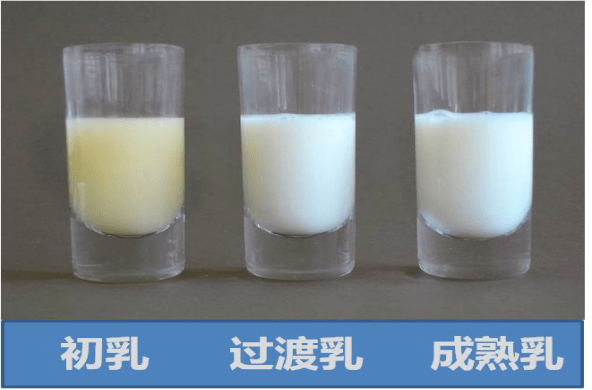 初乳 母亲产后7天内分泌的乳汁