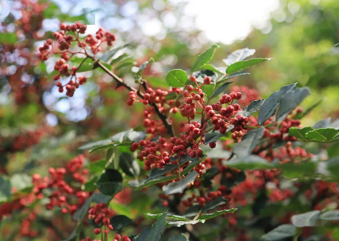 "麻"味茂县,椒香醉人,红红火火"大红袍"!_花椒