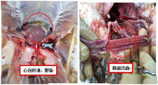 黄病毒主要严侵害心脏及血液,表现为心脏感染,心肌损