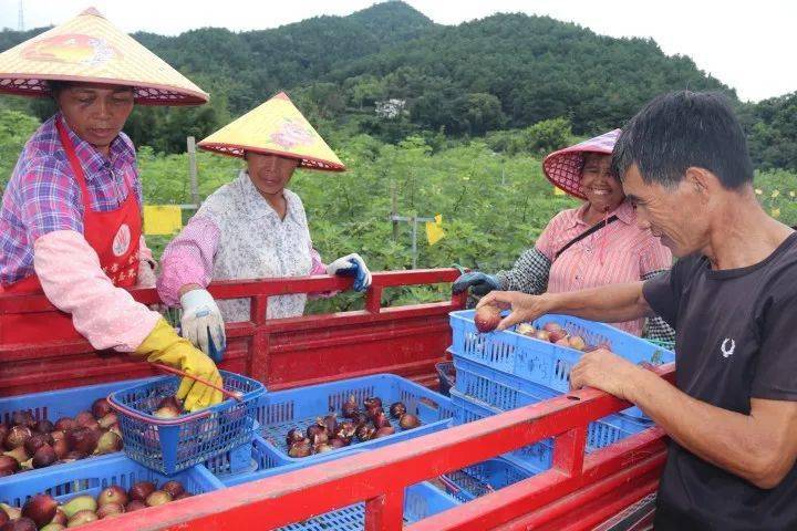 阳山“幸福村”里话“小康” | 小康圆梦