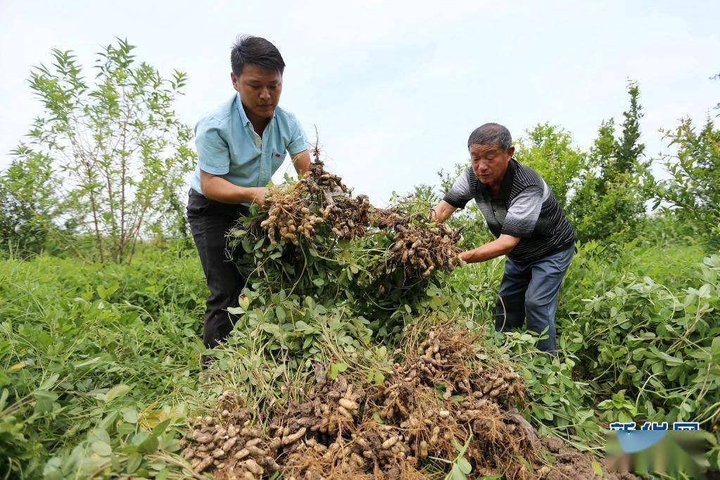 淮北市濉溪县双堆集镇张圩村尚农特色种植合作社,农民在收获黑皮花生