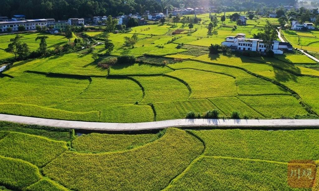 胜村|组图丨微风轻拂 稻穗摇曳 初秋田园风景如画