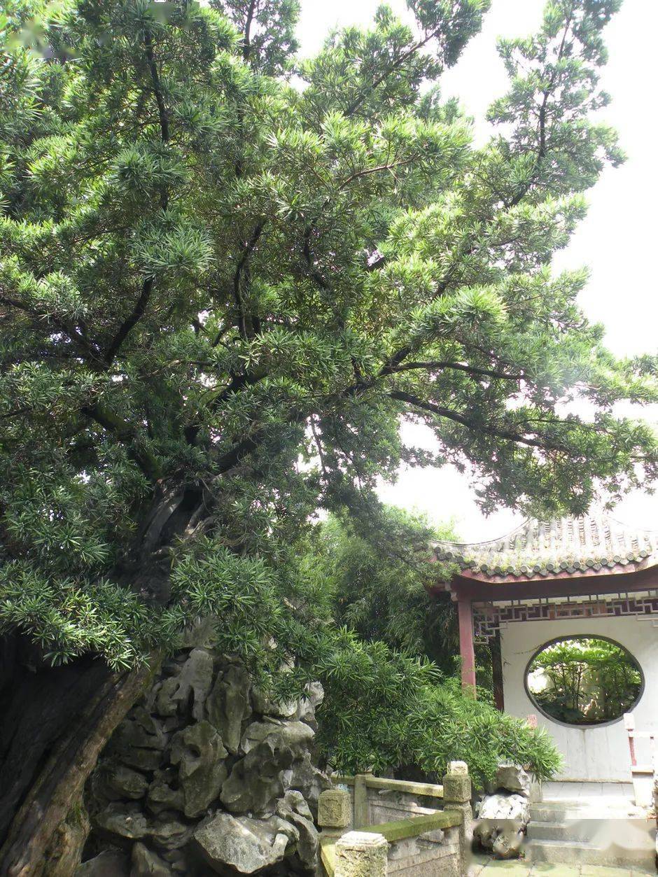 百年百树76 | 古树虽拄拐,仍显"江南第一松"傲骨风姿_古松园