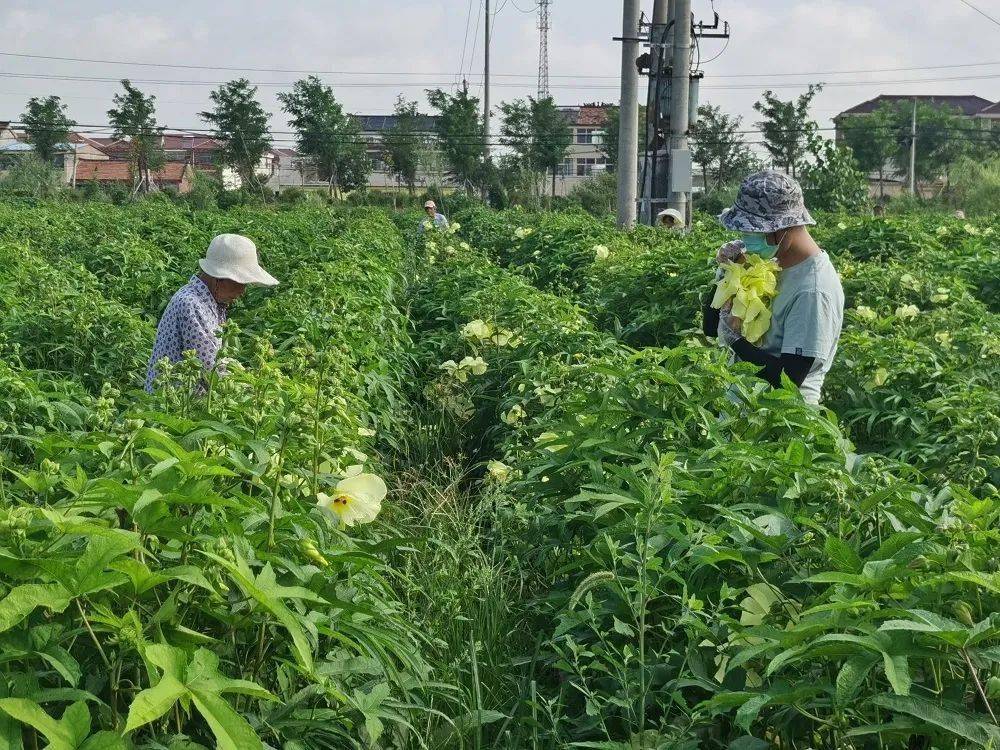 走向我们的小康生活 淮高镇刘河村 金色黄蜀葵开出致富花 种植