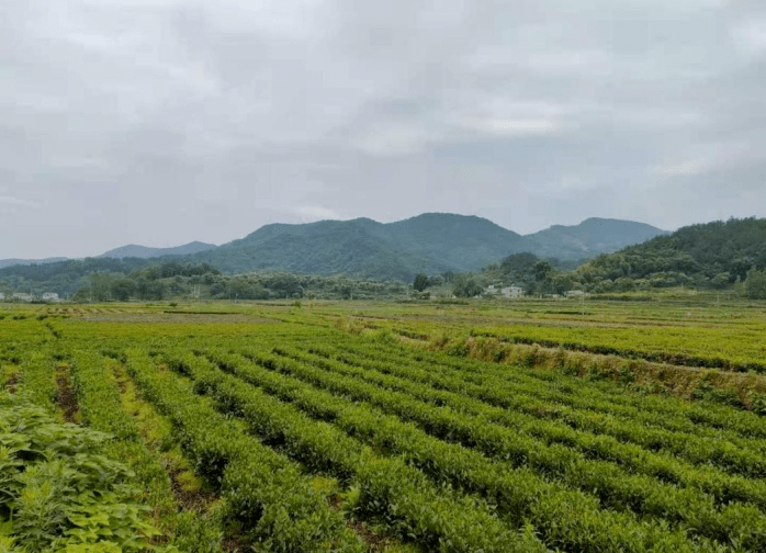 桐城吕亭镇茶园改造助乡村振兴