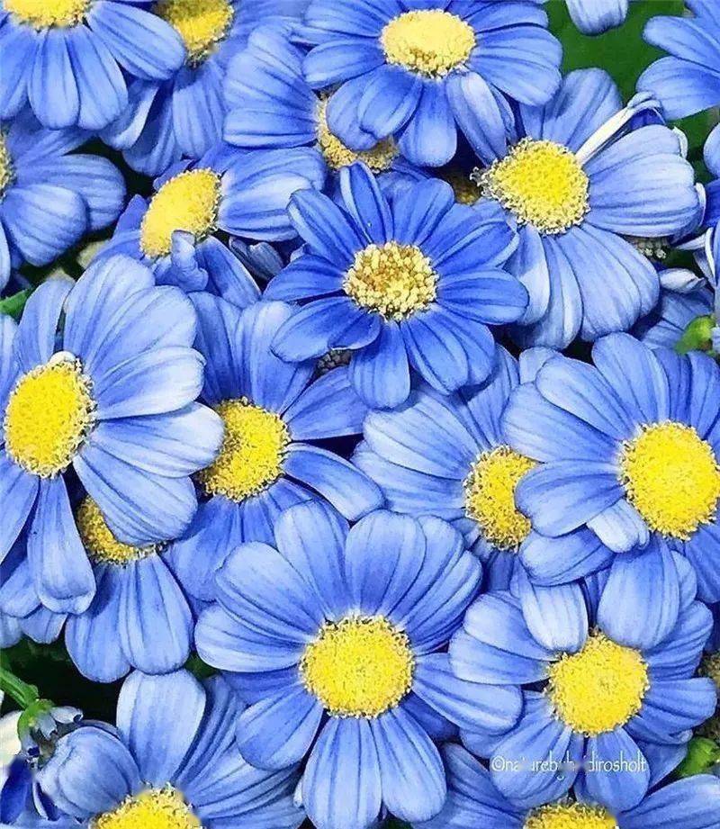 【美图欣赏】繁花似锦,看后心花怒放