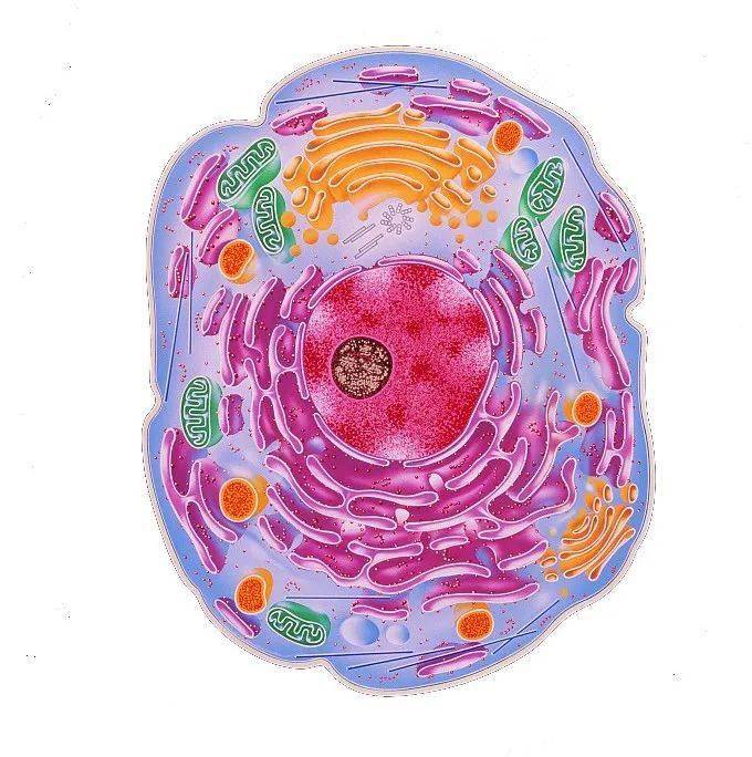 跨膜运输类囊体免疫的作用免疫细胞兴奋在突触上的传递信息传递备注