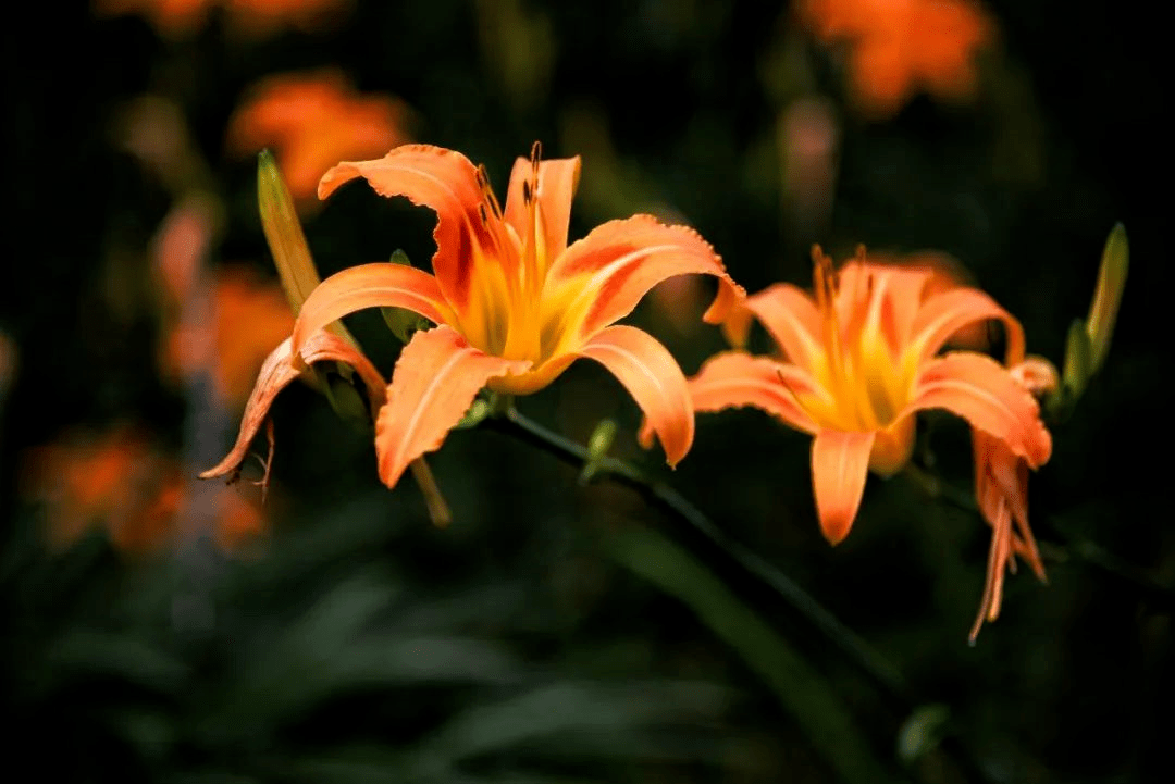 忘忧思,故曰忘忧草萱草,食之令人好欢乐来自《博物志》中:萱草,别名