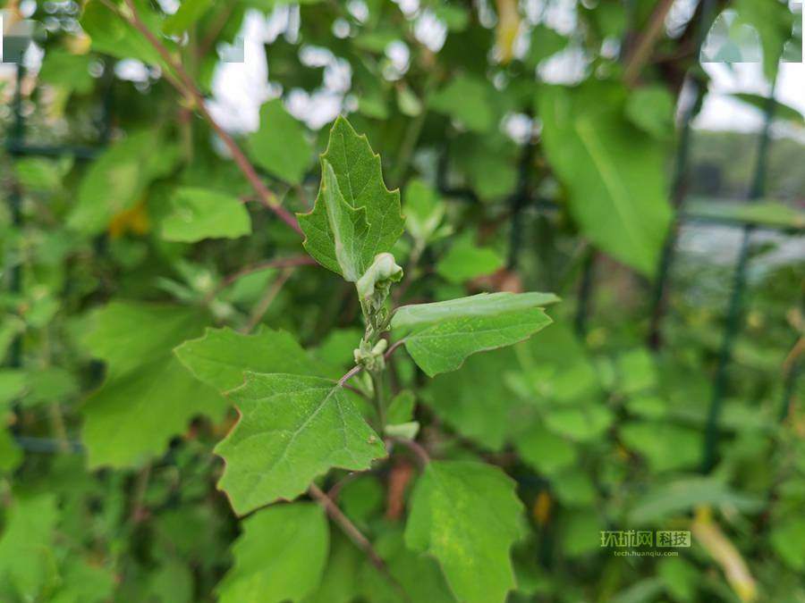 评测|荣耀Magic3 Pro首发评测：一部好看且配置强的标志性全能科技旗舰